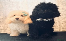 Toy Poodle dogs for sale: REDUCED READY NOW !! 2 beautiful toy poodle babies - Image 6
