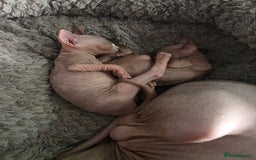 Sphynx cats for sale: 3 beautiful sphynx kittens  - Image 7
