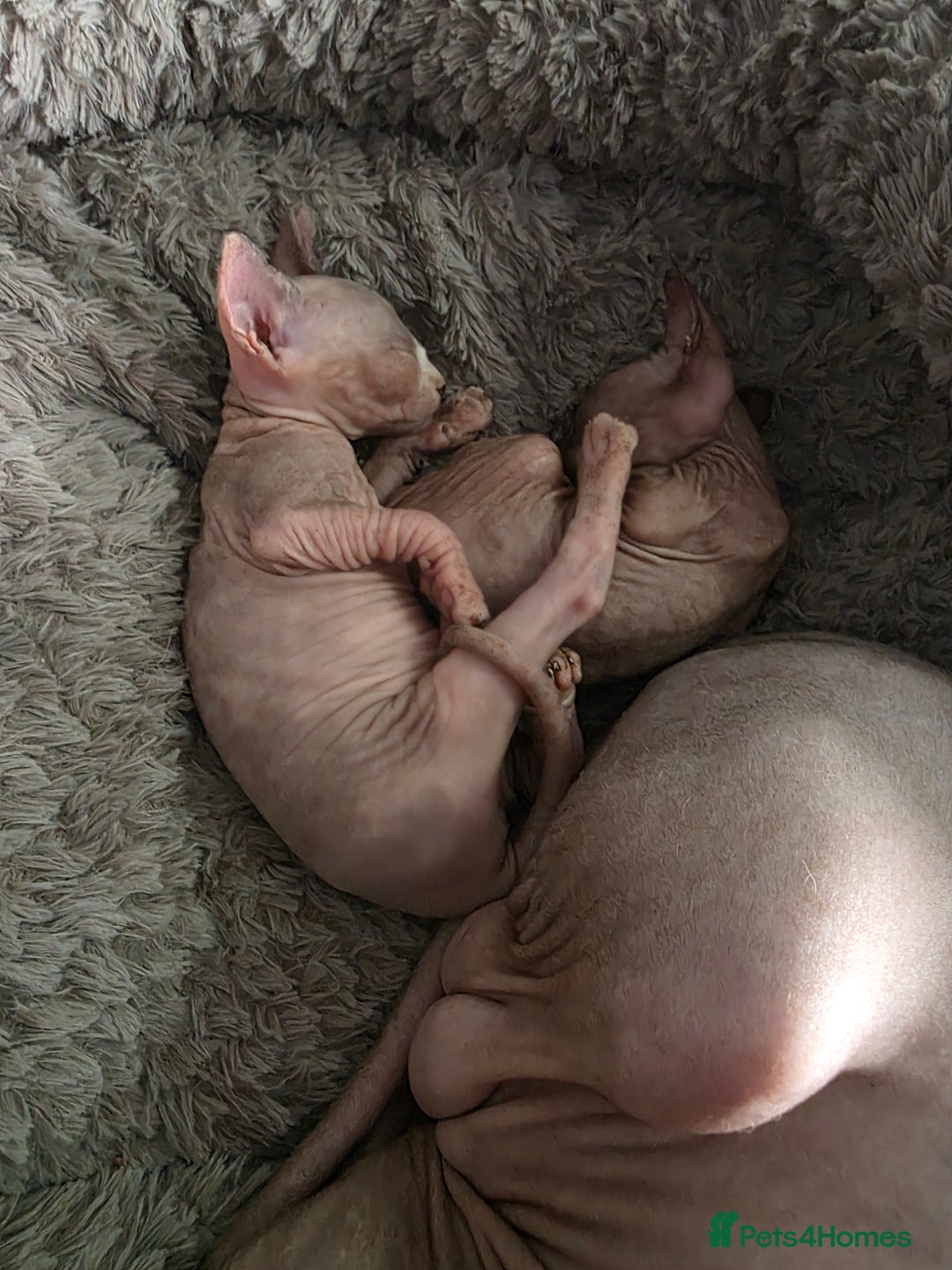 Sphynx cats for sale: 3 beautiful sphynx kittens  - Image 7