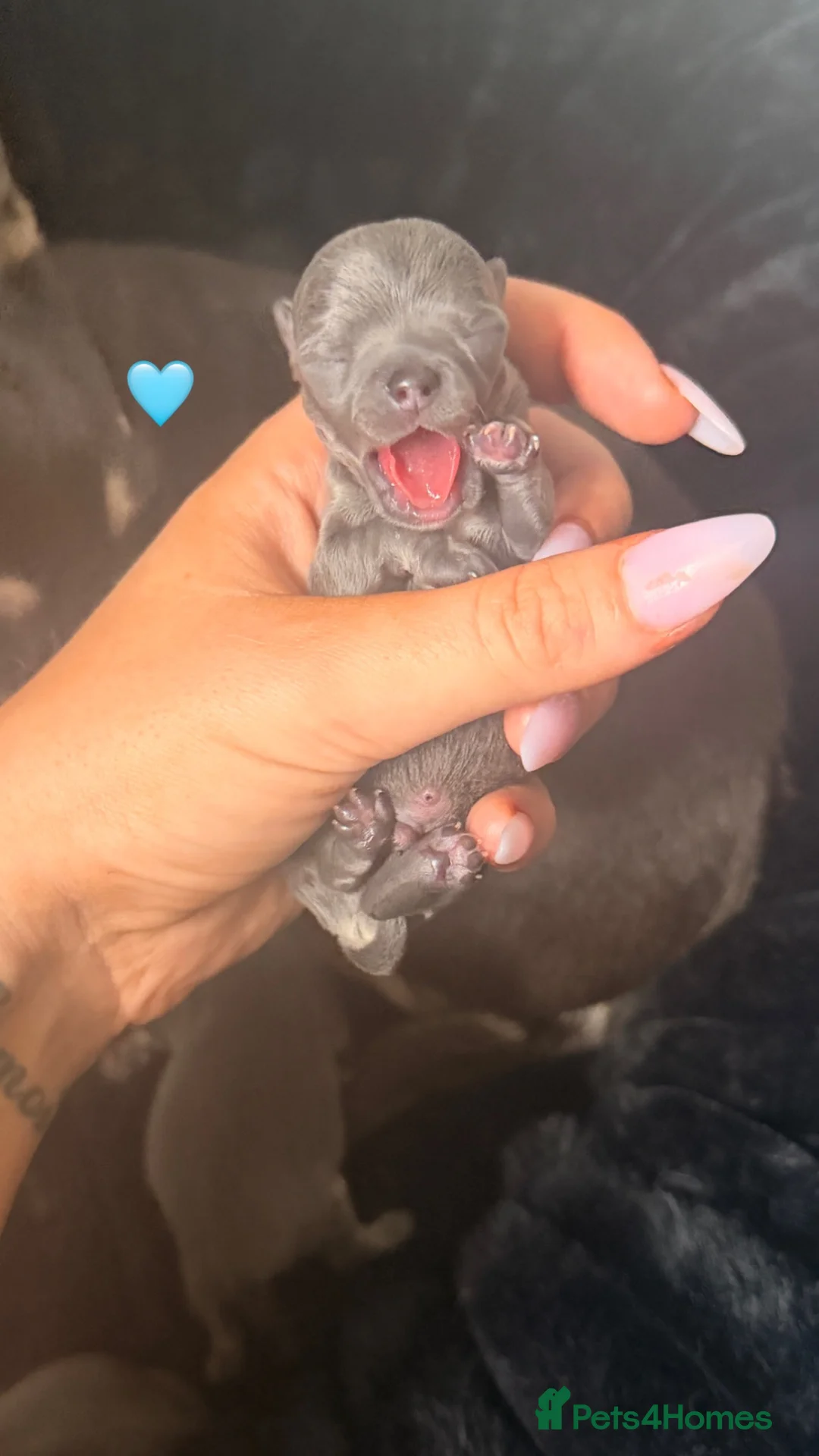 Chihuahua dogs for sale: Chihuahua pups 🩵 - Advert 7