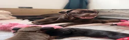 Labrador Retriever dogs for sale: Beautiful Chocolate & Black Labrador Puppies in Torquay - Advert 2