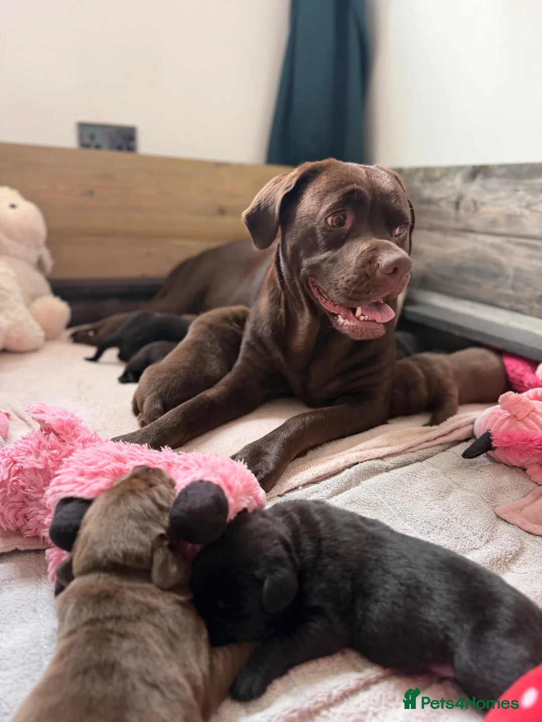 Labrador Retriever dogs for sale: Beautiful Chocolate & Black Labrador Puppies in Torquay - Advert 2