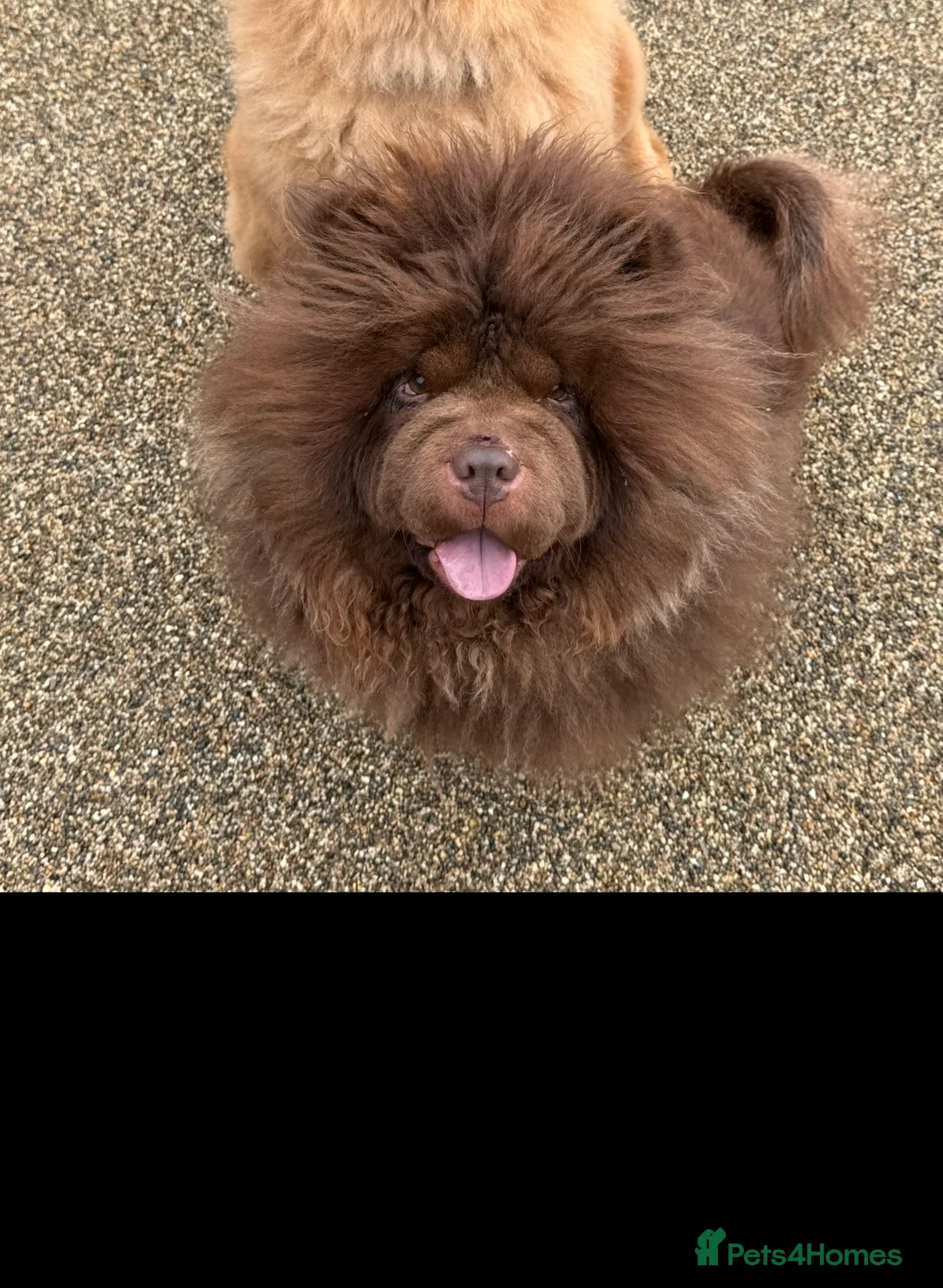 Chow Chow dogs for sale: A very reluctant rehoming of our Chow Chow - Advert 1