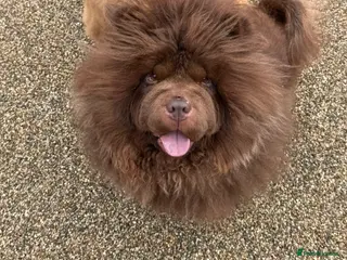 Chow Chow dogs A very reluctant rehoming of our Chow Chow - Advert 14