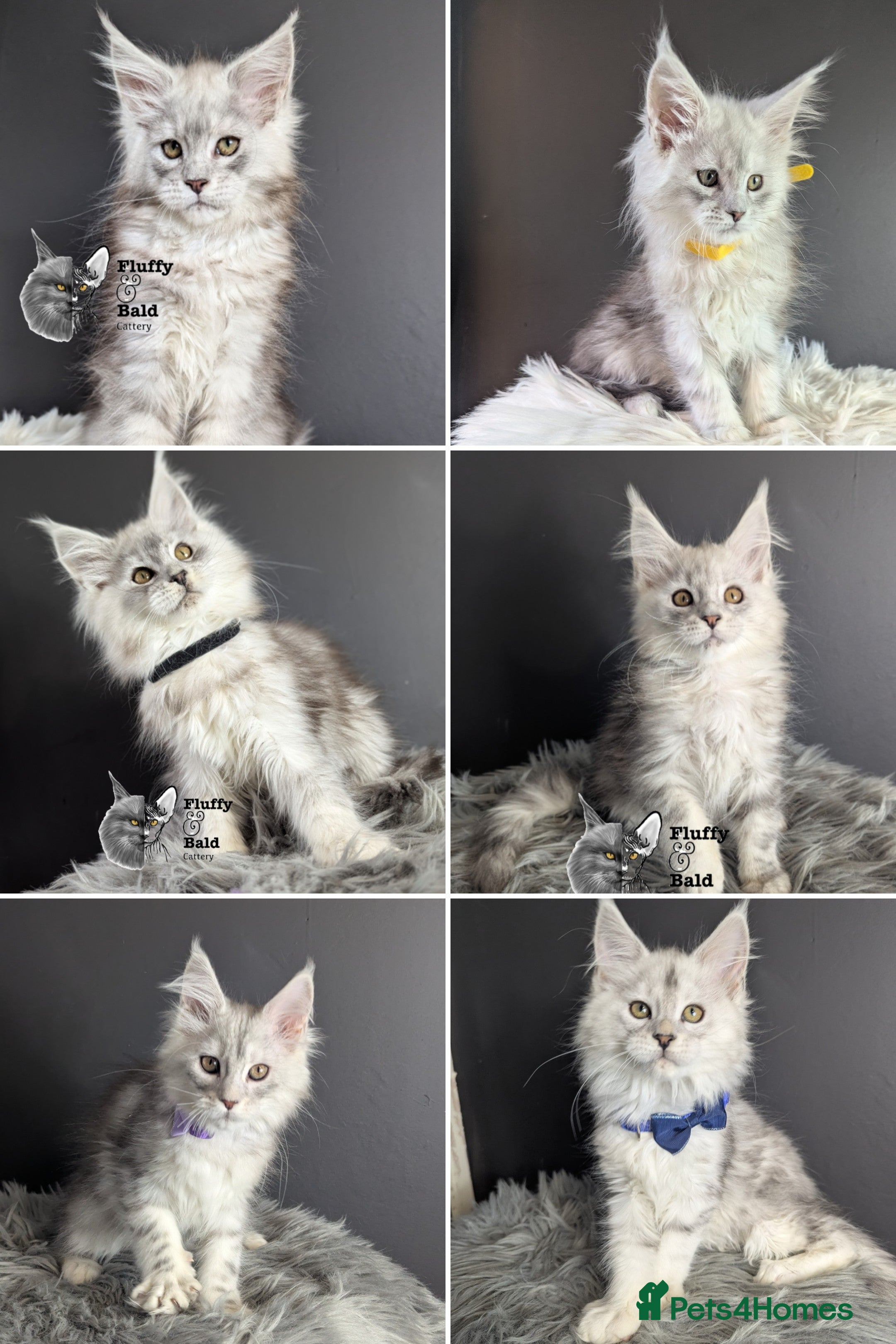 Maine Coon cats Outstanding kittens  - Advert 14