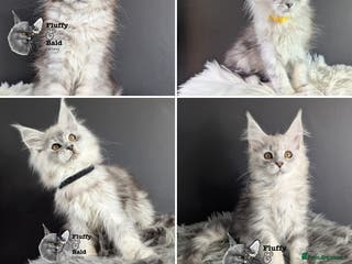 Maine Coon cats Outstanding kittens - Advert 14