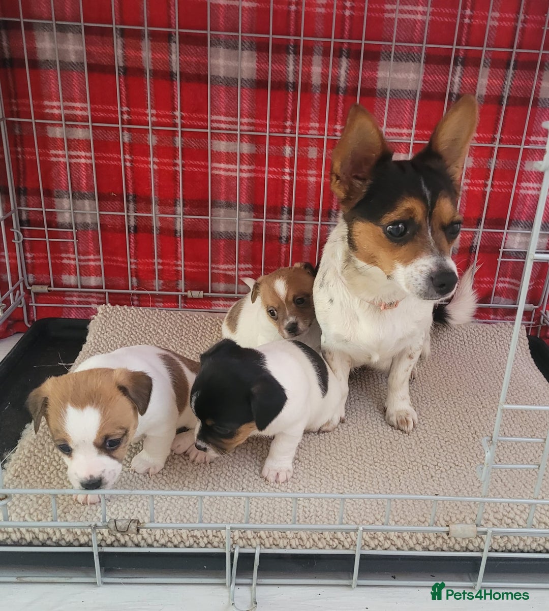 Mixed Breed dogs for sale: Jack Russell 3/4 1/4 chihuahua - Advert 5