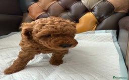 Toy Poodle dogs for sale: Four Beautiful Little Boys “Real Charmer’s “ - Image 9