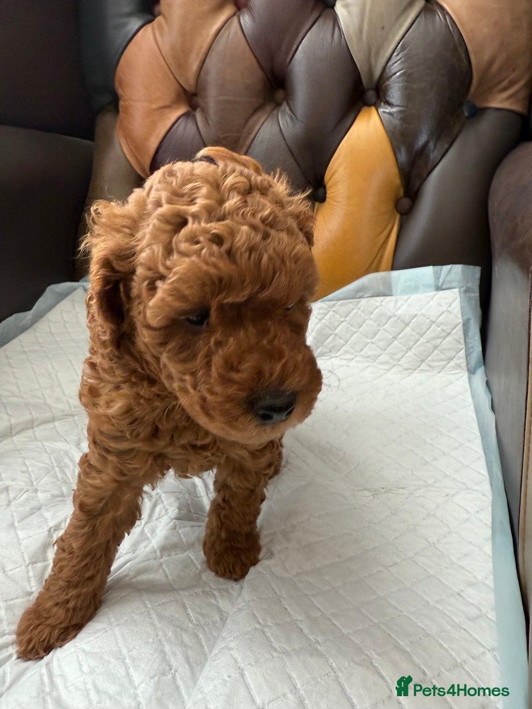 Toy Poodle dogs for sale: Four Beautiful Little Boys “Real Charmer’s “ - Image 9