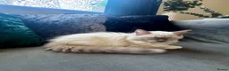 Ragdoll cats for sale: Purebreed Ragdoll kittens - Advert 11