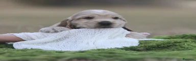 Cocker Spaniel 2
