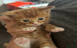 Mixed Breed cats for sale: Main coon mix kittens - Image 2