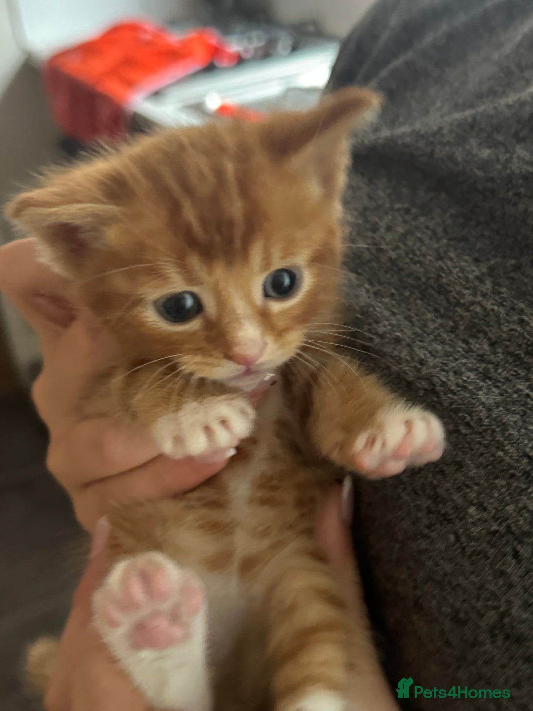 Mixed Breed cats for sale: Main coon mix kittens - Image 2