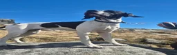 Pointer dogs for sale: English pointer  in Harlow - Advert 4
