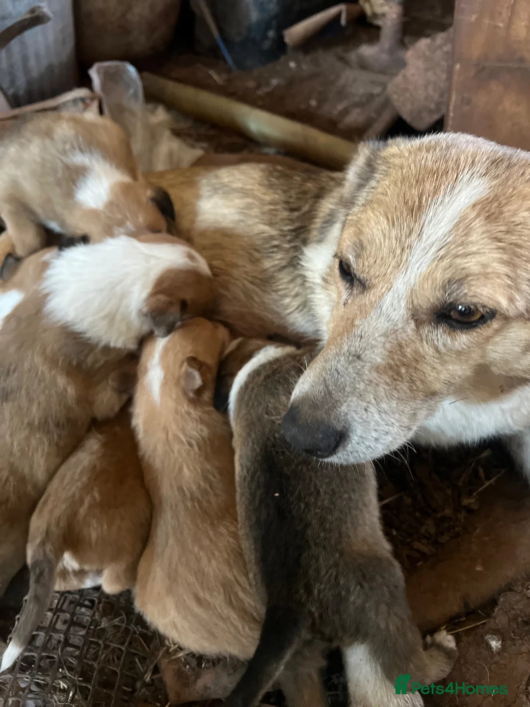 Border Collie dogs for sale: WSD PUPS LOOKING FOR LOVING HOMES - Advert 1