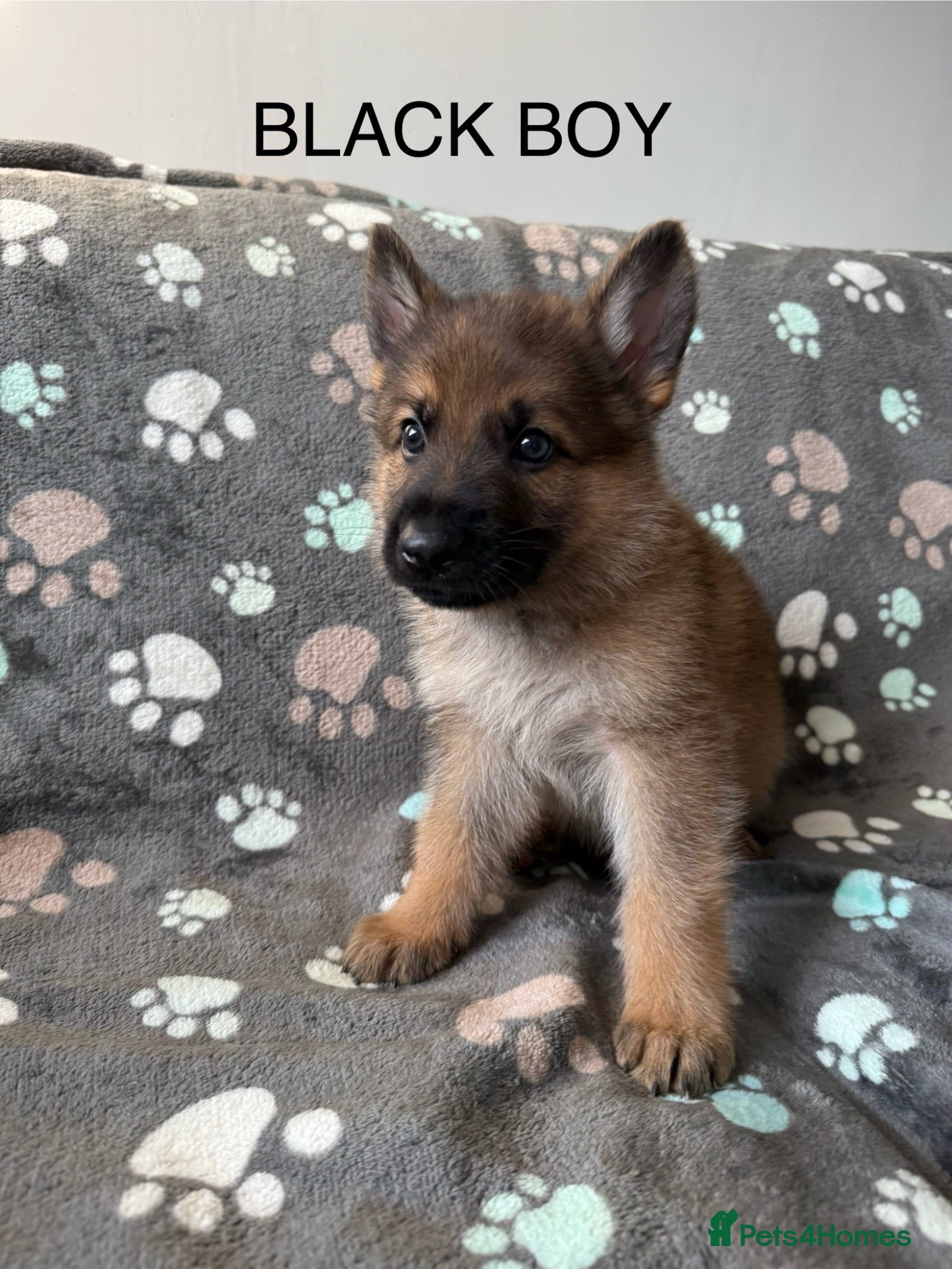 German Shepherd dogs Stunning health tested german shepherds  - Advert 2