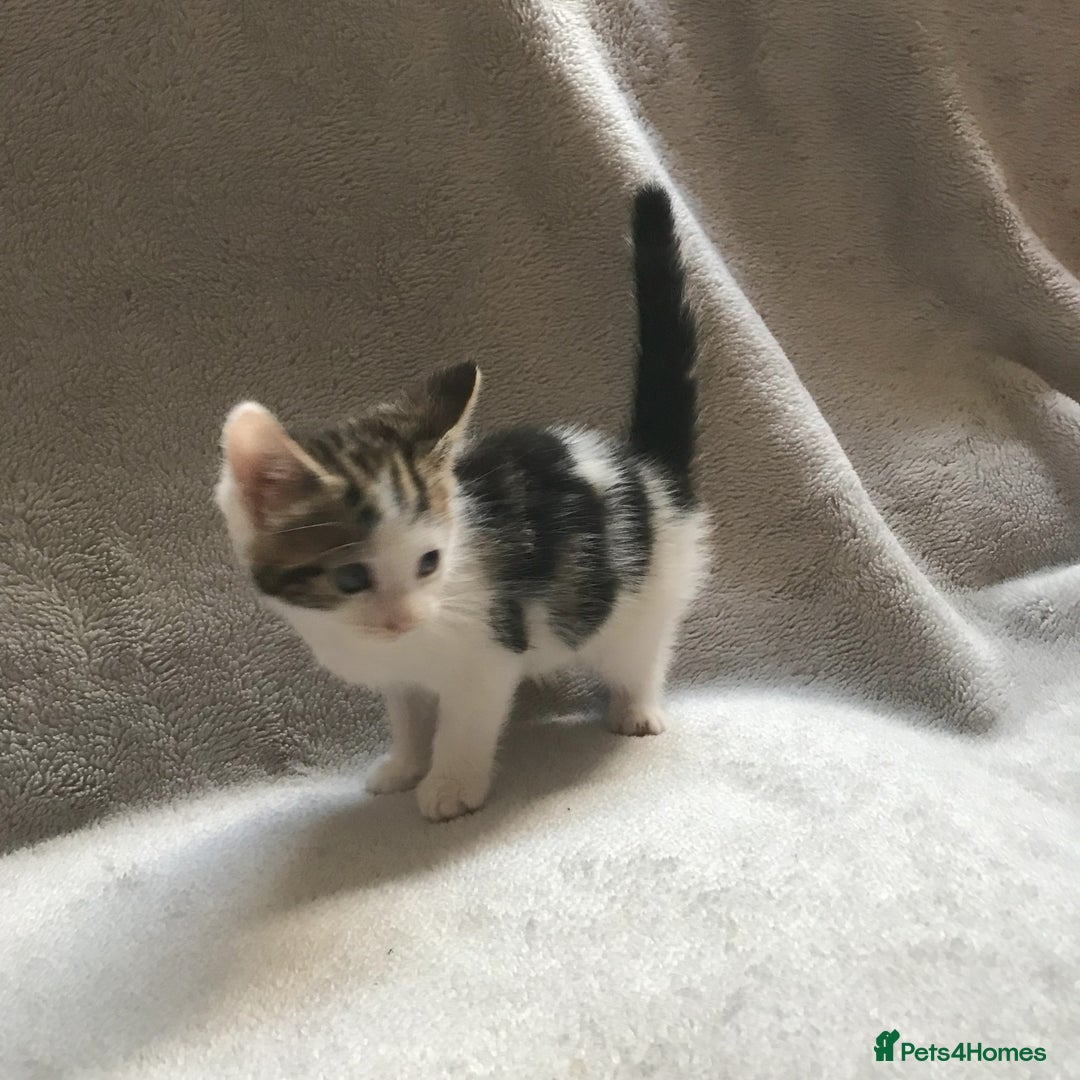 Mixed Breed cats for sale: Bring Home a Bundle of Joy Kittens Ready Oct. 2nd! - Image 23