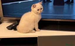 British Shorthair cats for sale: British Shorthair golden and silver - Image 7