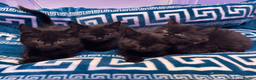 Domestic Shorthair cats for sale: Beautiful Black Kittens - Playful, Healthy & Ready in London - Advert 1
