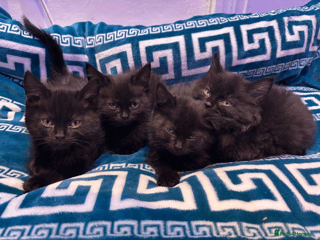 Domestic Shorthair cats for sale: Beautiful Black Kittens - Playful, Healthy & Ready in London - Advert 1