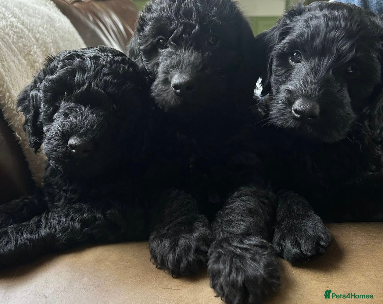 Labradoodle dogs Miniature F1b labradoodles-3 available - Advert 2