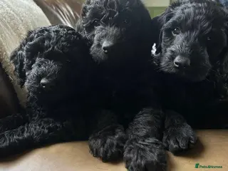 Labradoodle dogs Miniature F1b labradoodles-3 available - Advert 2
