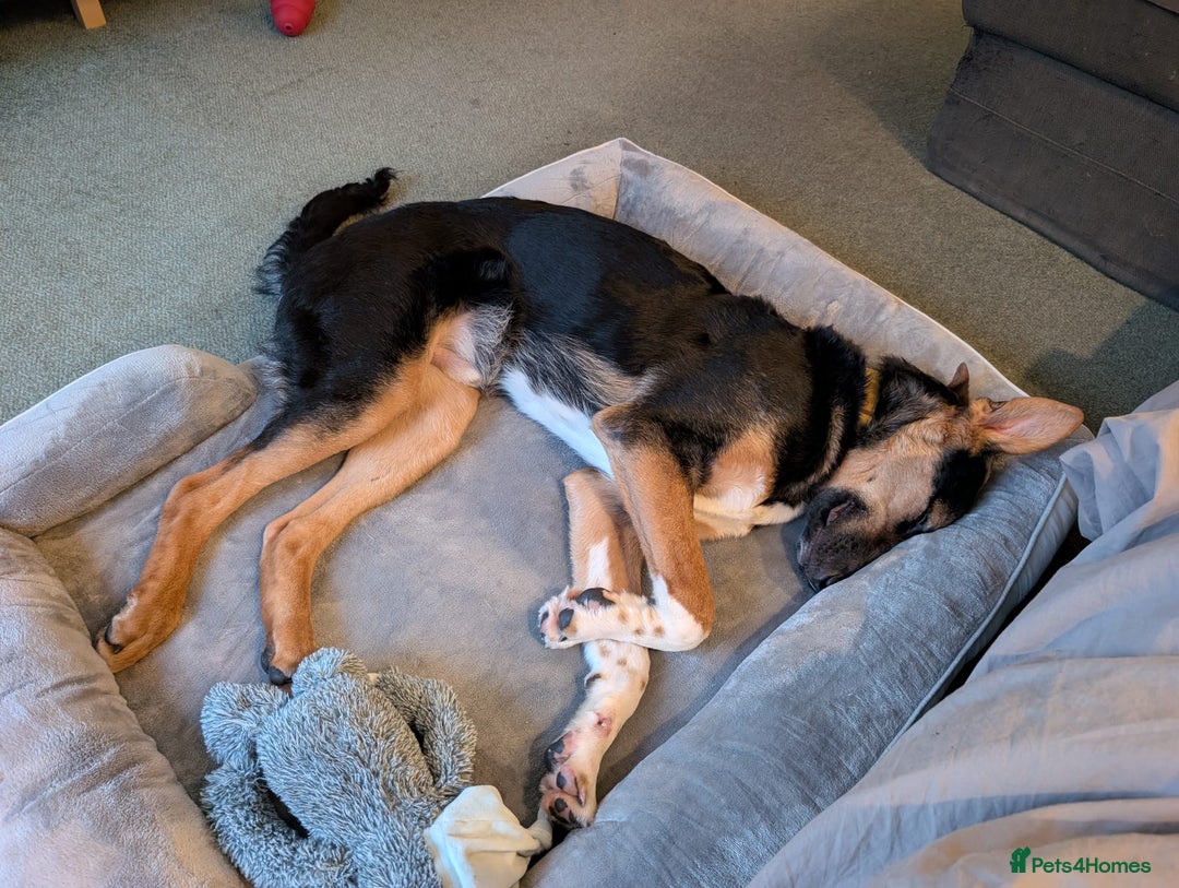 Mixed Breed dogs for adoption: 💙🐶 BRUNO -The Big, Loving Pup: FOSTER or ADOPT - Advert 12