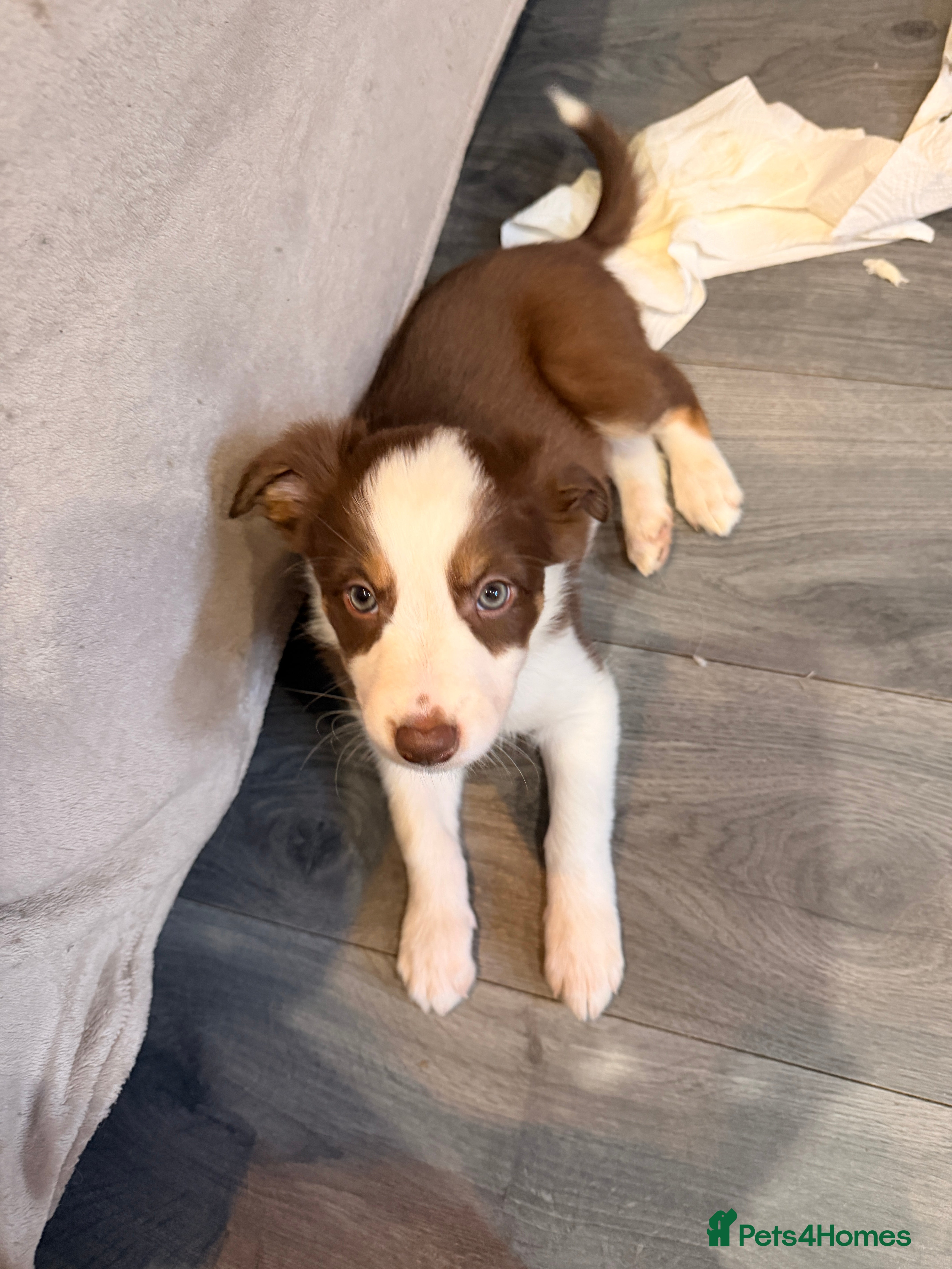 Mixed Breed dogs 17th of FebruaryMerle Border beard Collie Puppies - Advert 14