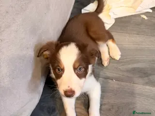 Mixed Breed dogs 17th of FebruaryMerle Border beard Collie Puppies - Advert 14