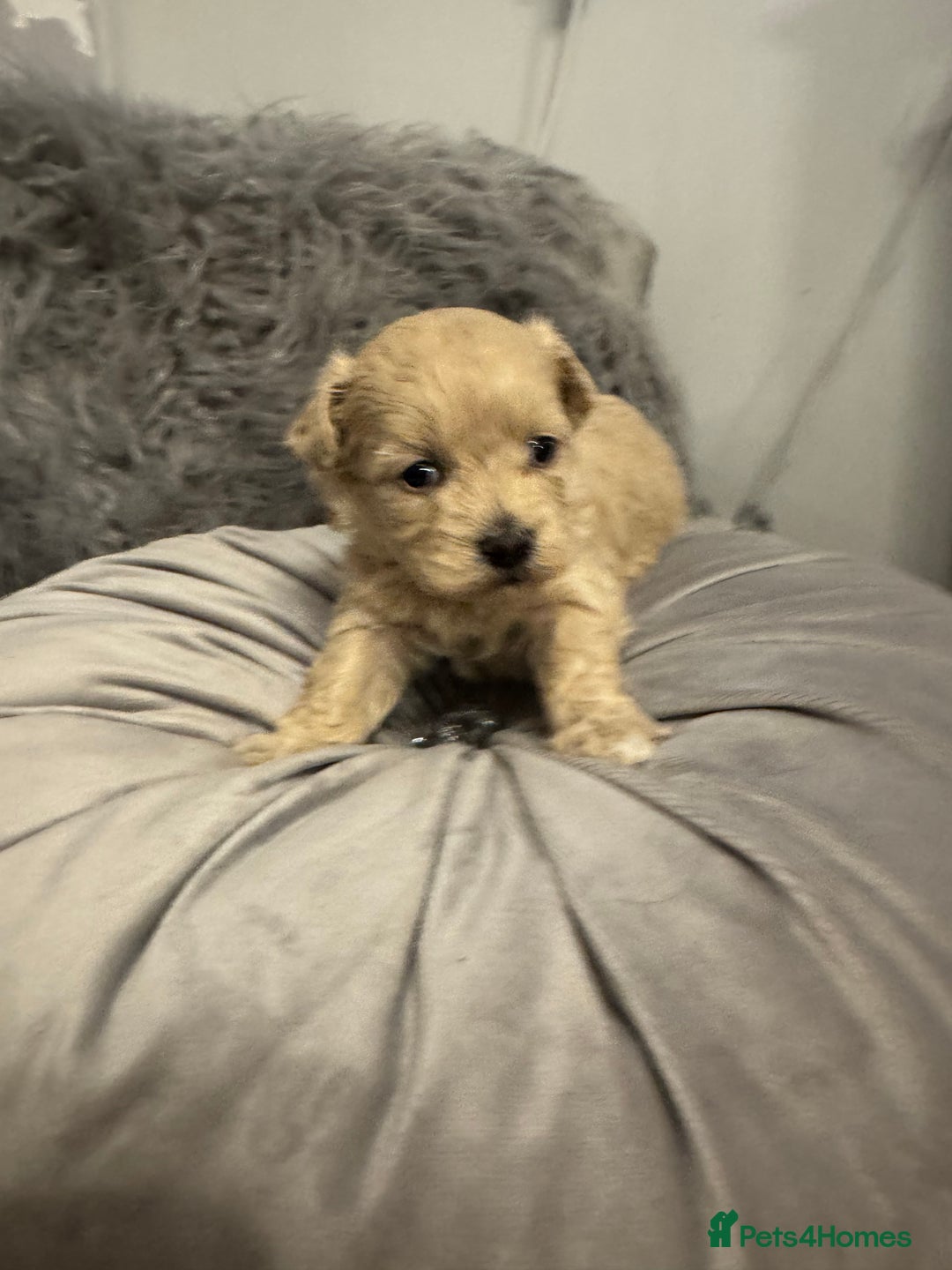 Maltipoo dogs for sale: Teddy bear maltipoo puppies  - Advert 17