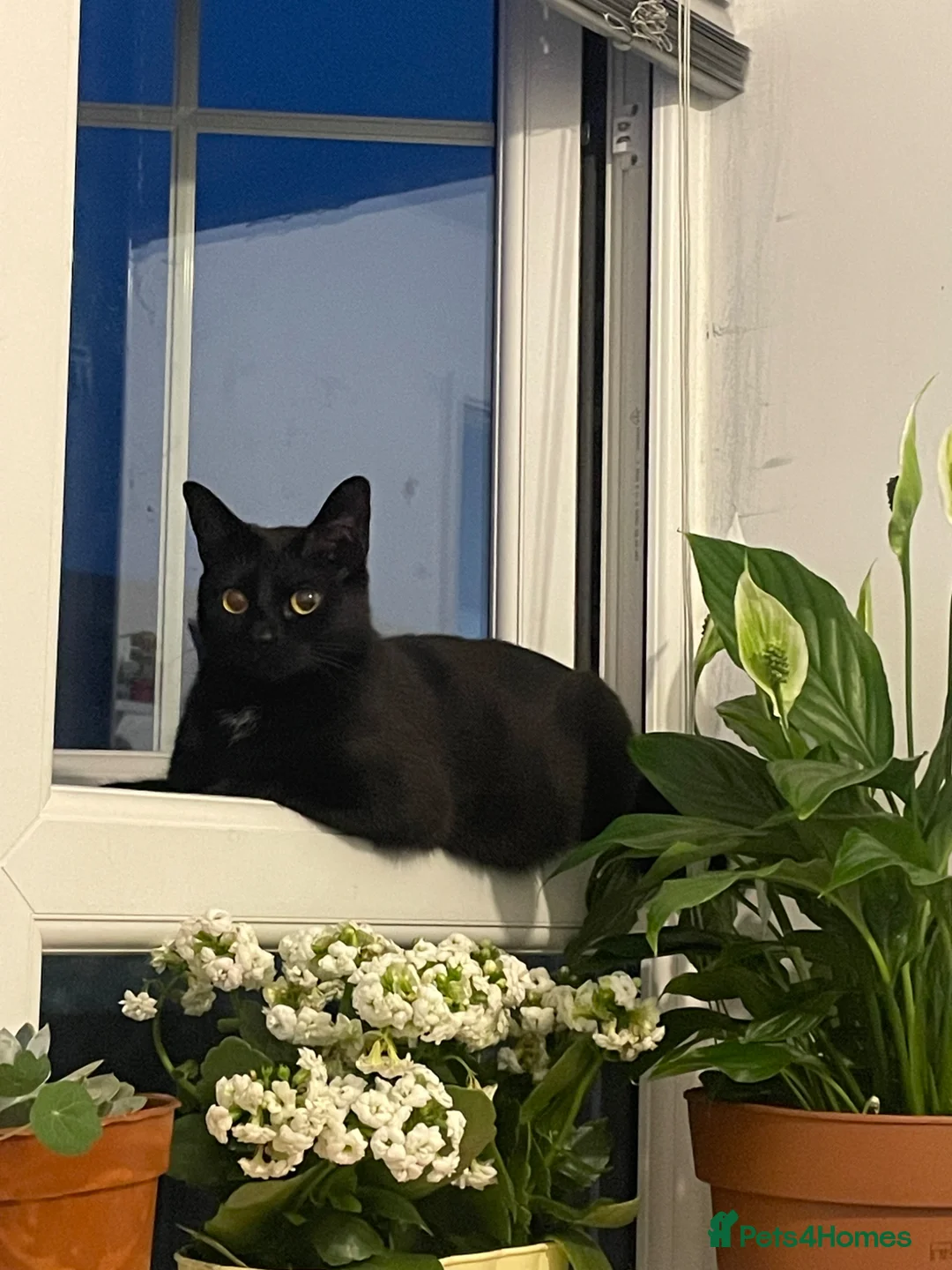 Mixed Breed cats for sale: Bella the black cat  in Poulton-le-Fylde - Advert 2