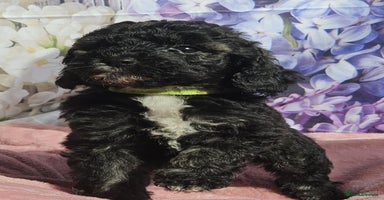 Cockapoo dogs - Advert 4
