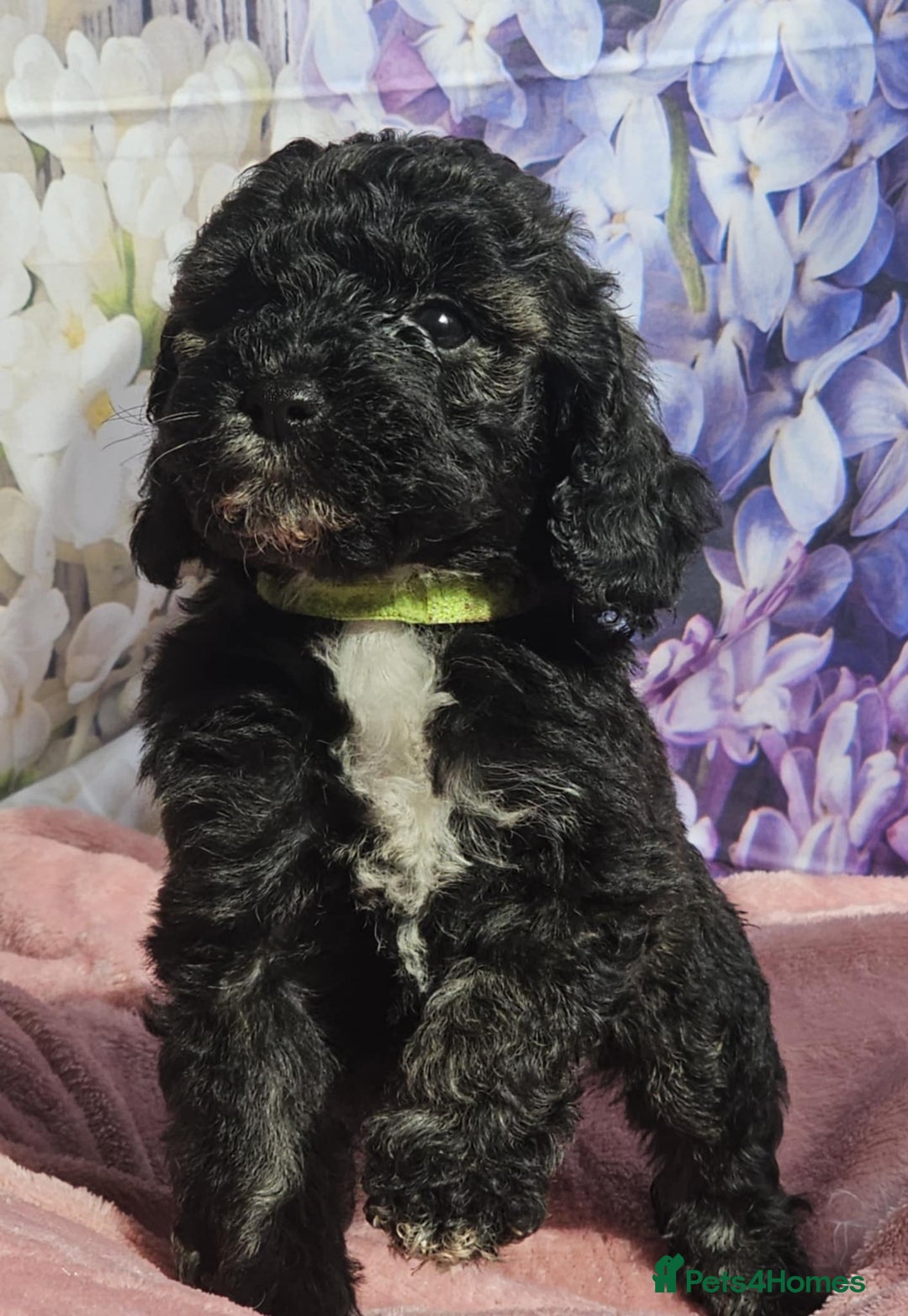 Cockapoo dogs for sale: sable & phantom & tri colour cockapoo puppies  - Image 1