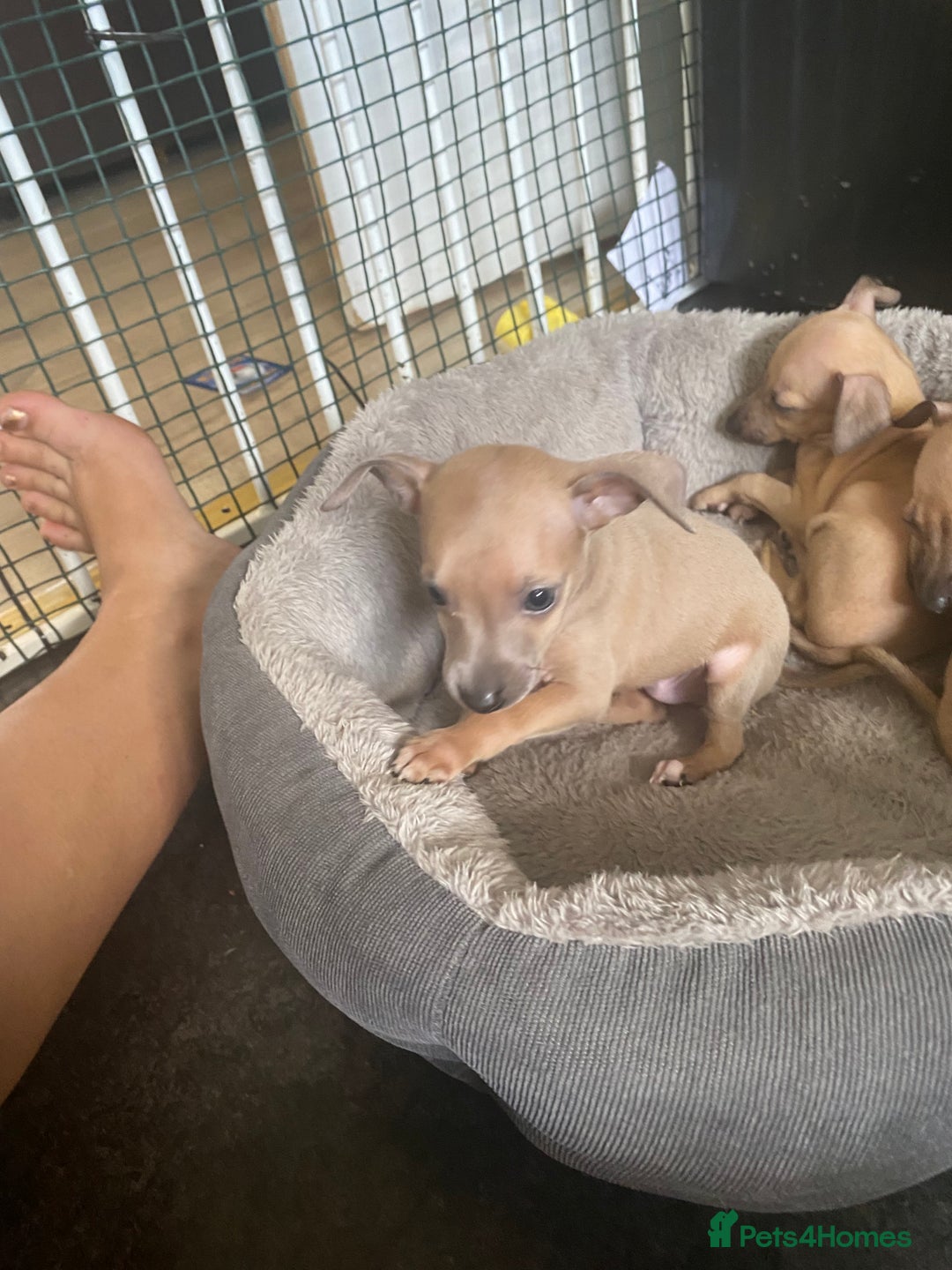 Italian Greyhound dogs for sale: Ready from next week Little Italian Greyhound pups - Image 29