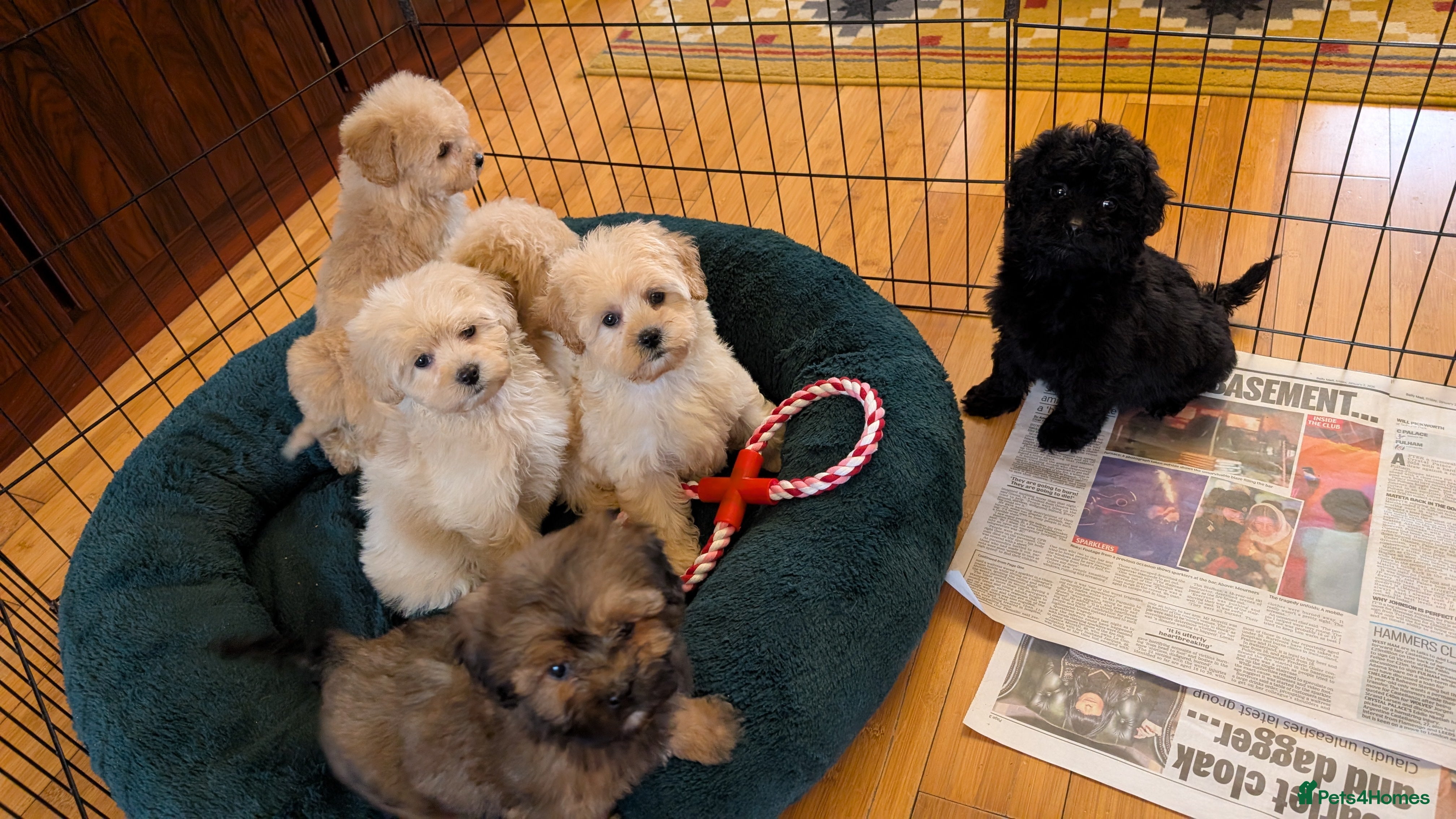 Shihpoo dogs Stunning Toy Shihpoos puppies  - Advert 4