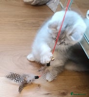 British Shorthair cats Chunky kittens for sale - Advert 2