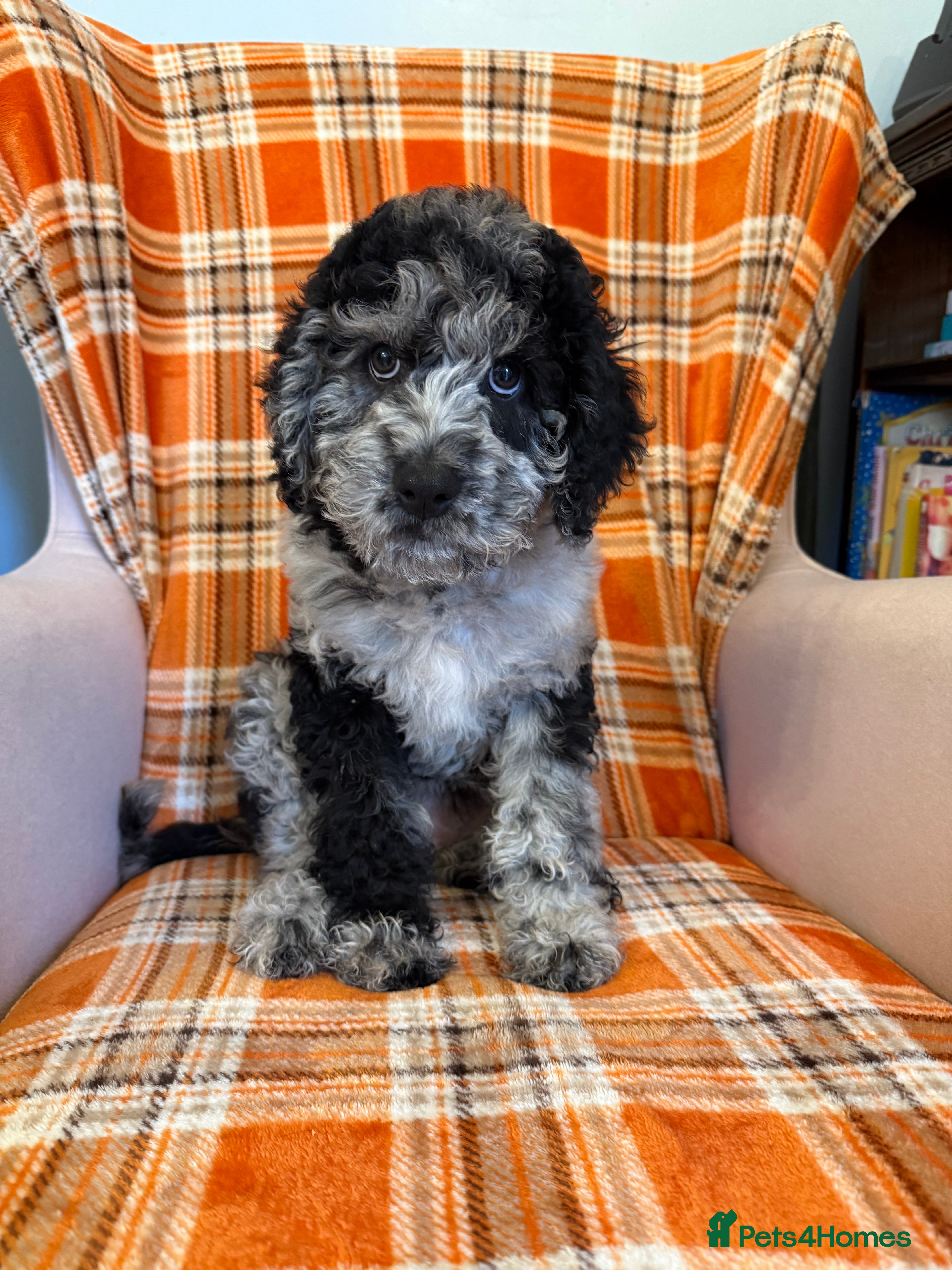 Labradoodle dogs 🌈Potential THERAPY/ASSISTANCE PUPS🌈PLEASE READ💐 - Advert 2