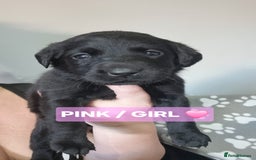 Labrador Retriever dogs for sale: Lab Pups - Red Fox/Black - Image 2
