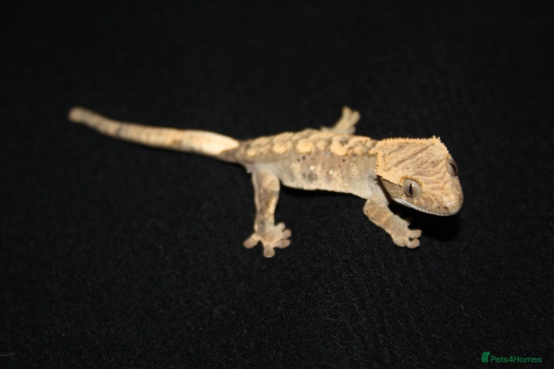 Gecko reptiles for sale: Crested geckos - Image 11