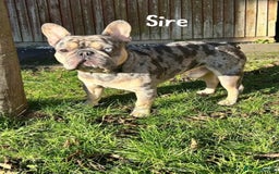 French Bulldog dogs for sale: 4 Beautiful Girl Frenchie's  - Image 3