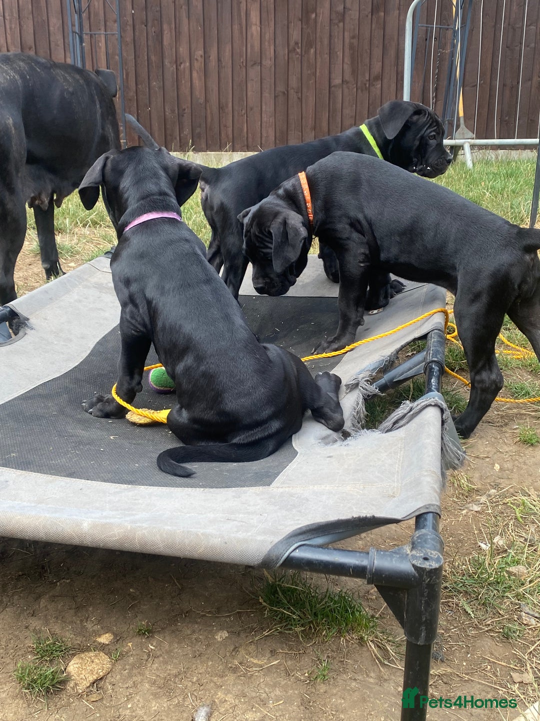 Cane Corso dogs for sale: Big Pure Cane Corso Puppies Ready Now!  - Image 7