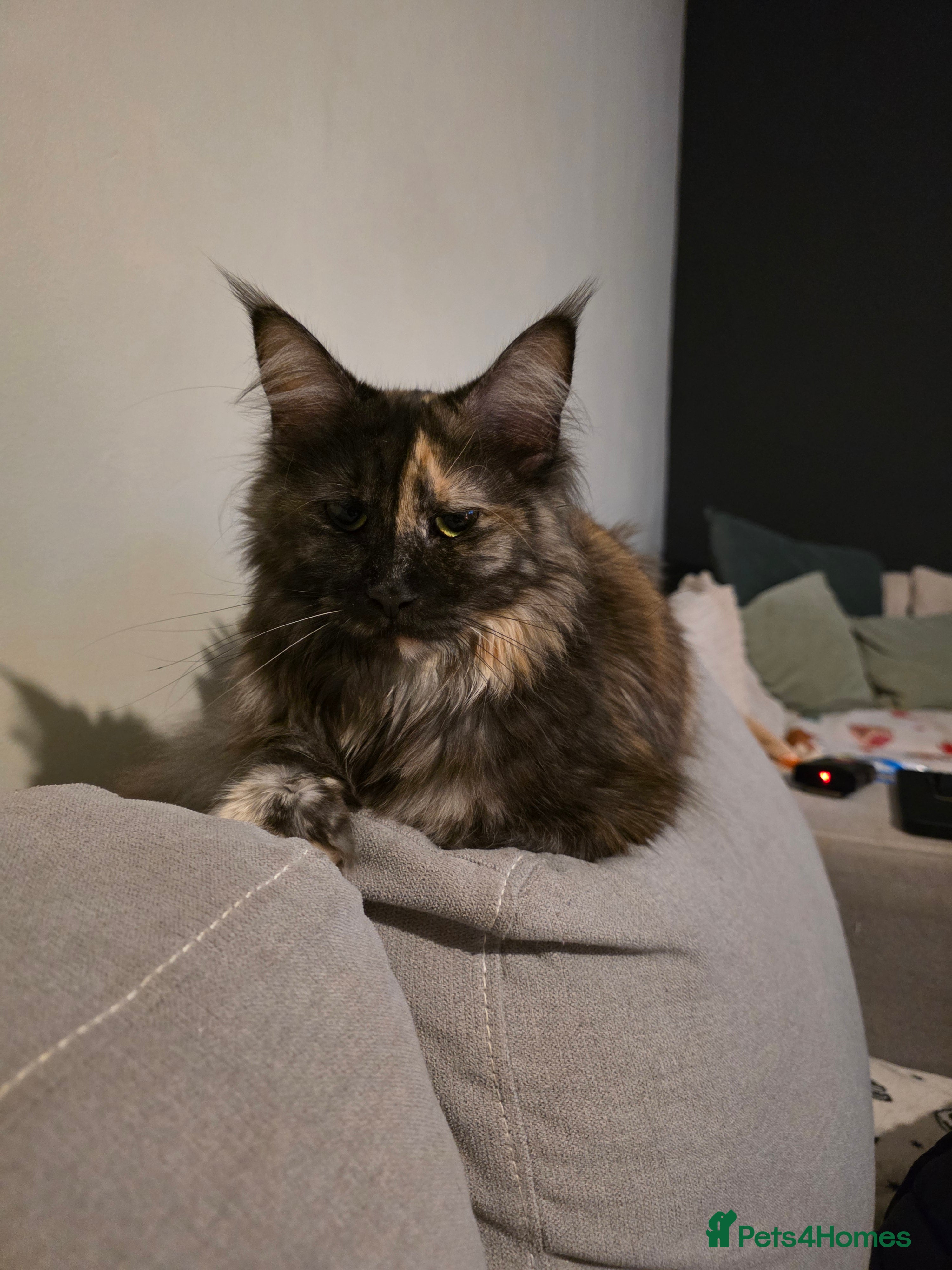 Maine Coon cats Russian maincoon kittens  - Advert 1