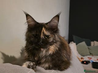 Maine Coon cats Russian maincoon kittens - Advert 1