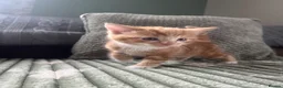 Mixed Breed cats for sale: Henry, the last stunning ginger kitten  - Advert 3