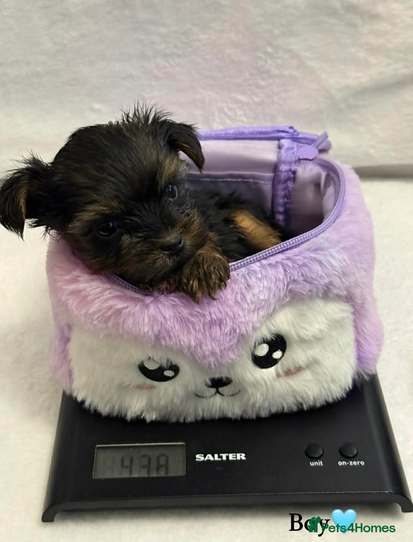 Yorkshire Terrier dogs Looking for a loving home🏠❤️ - Advert 13