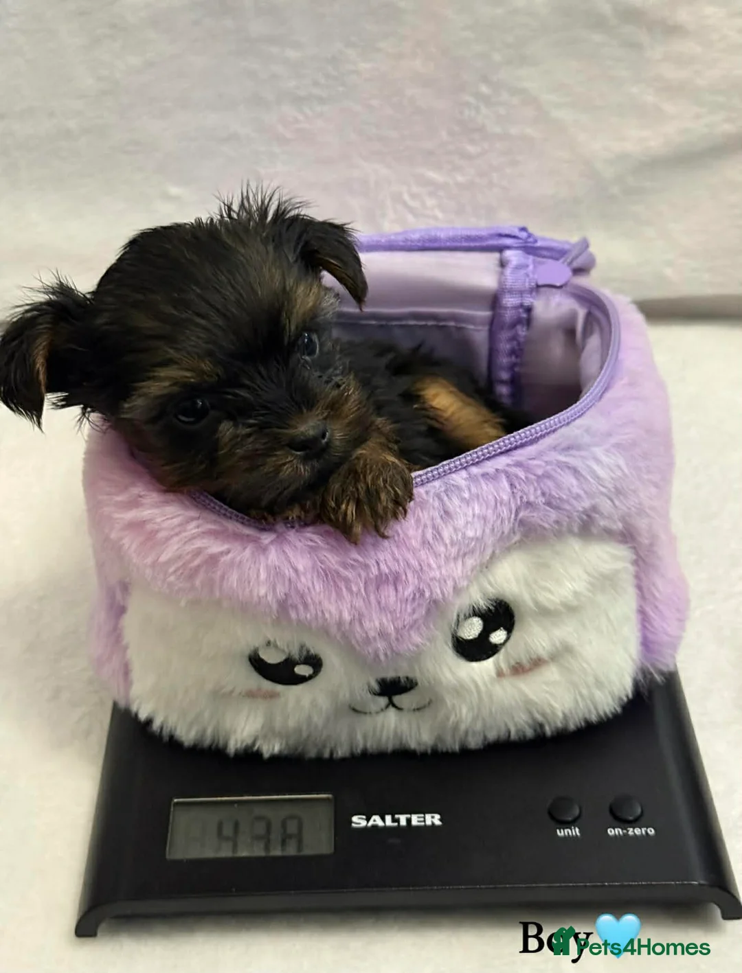 Yorkshire Terrier dogs for sale: Looking for a loving home🏠❤️ - Advert 10