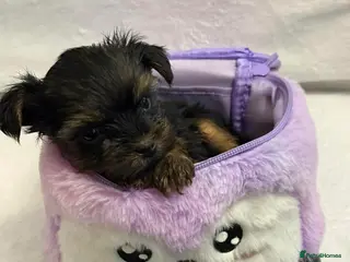 Yorkshire Terrier dogs Looking for a loving home🏠❤️ - Advert 13