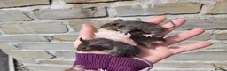 Mouse rodents for sale: Friendly fancy mice - Advert 1