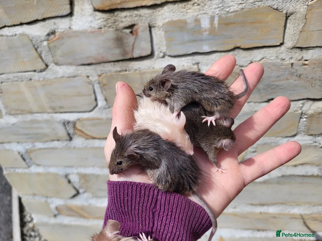 Mouse rodents for sale: Friendly fancy mice - Advert 1