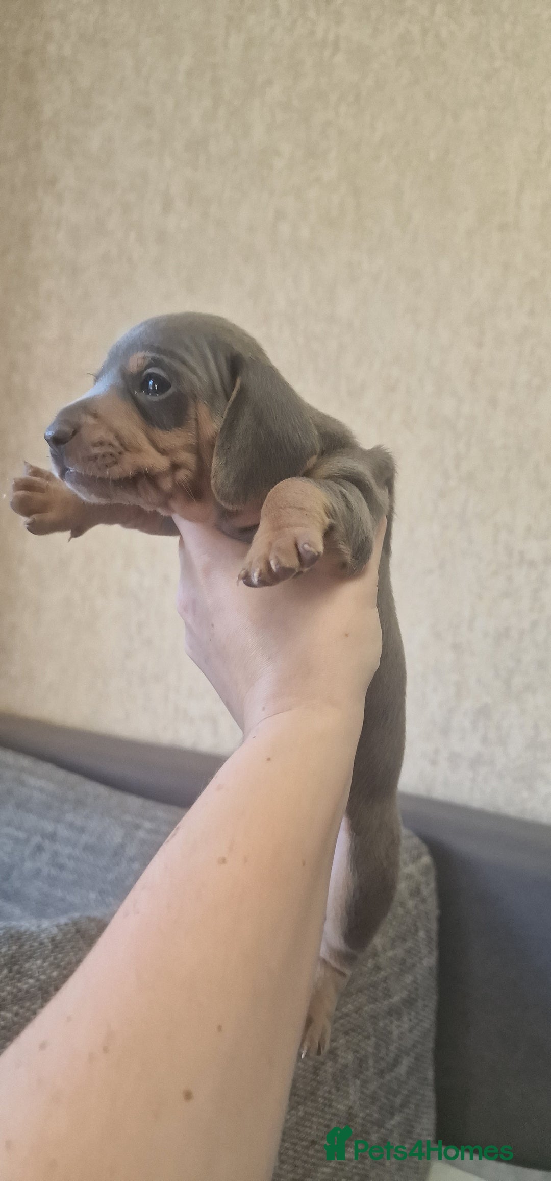 Dachshund dogs for sale: 2 girls and 1 boy miniature dachshund puppies  - Image 19